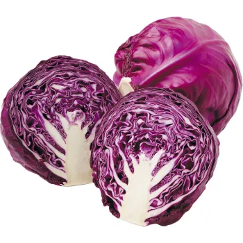 Fresh Cabbage